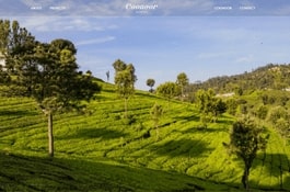 COONOORESTATES – SEO AND DIGITAL MARKETING CASE STUDY